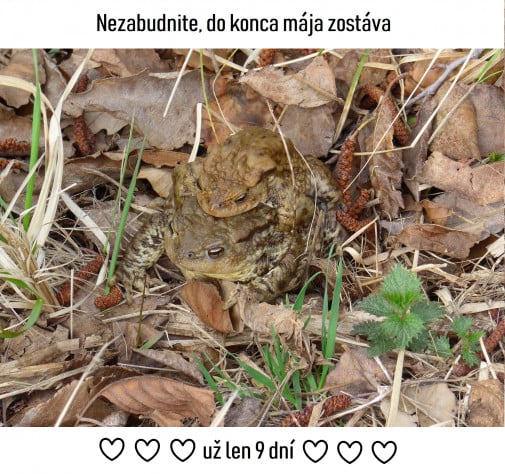 Toto nie je prasačina, toto je žabacina